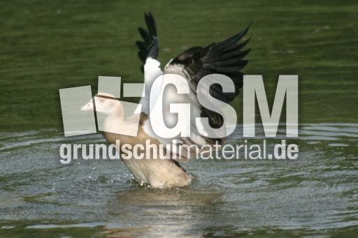 Junge-Nilgans-032.jpg